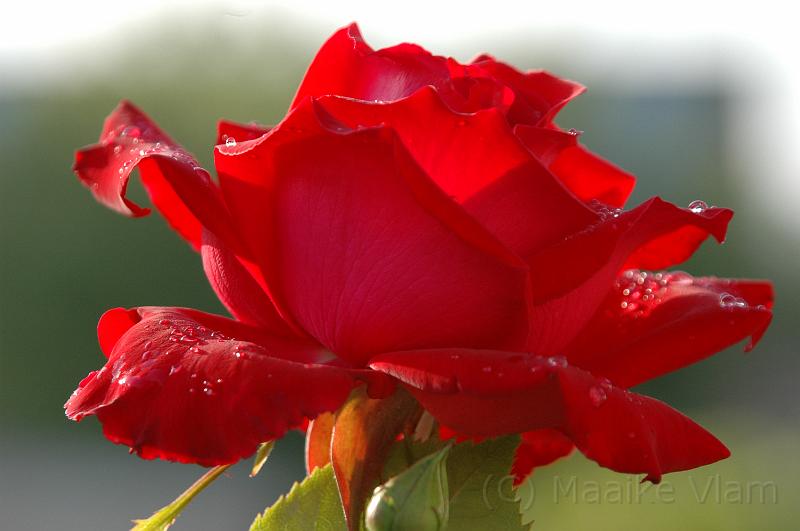 red rose.jpg - (C)M.Vlam 2007 maaike.vlam@gmail.com